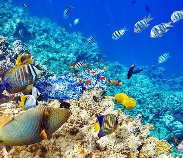 Rafa koralowa Malediwy safari